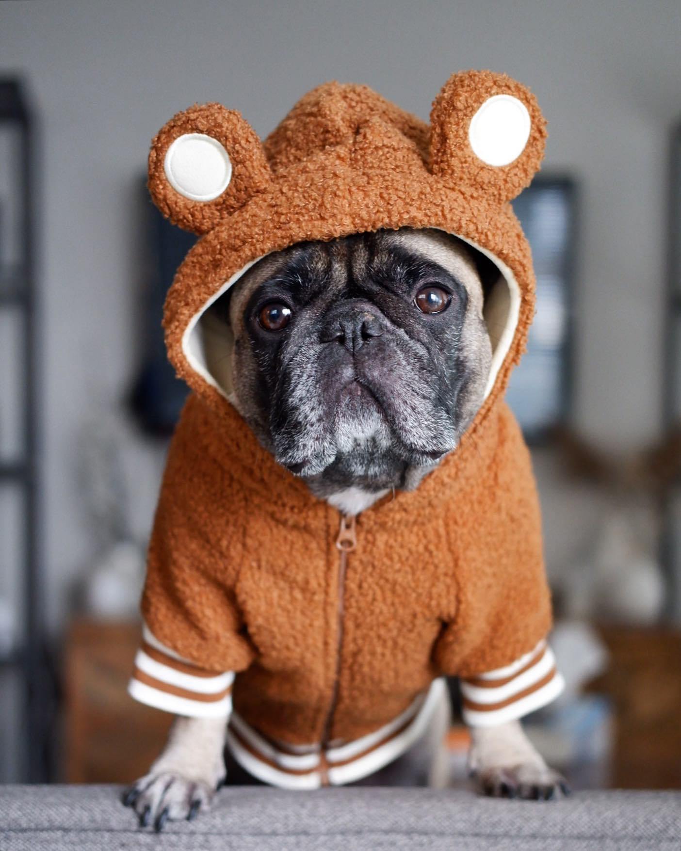 KFX-0125629 Fleece-Lined Warm Sweater for Dogs with Ear Details in Brown and Pink Options