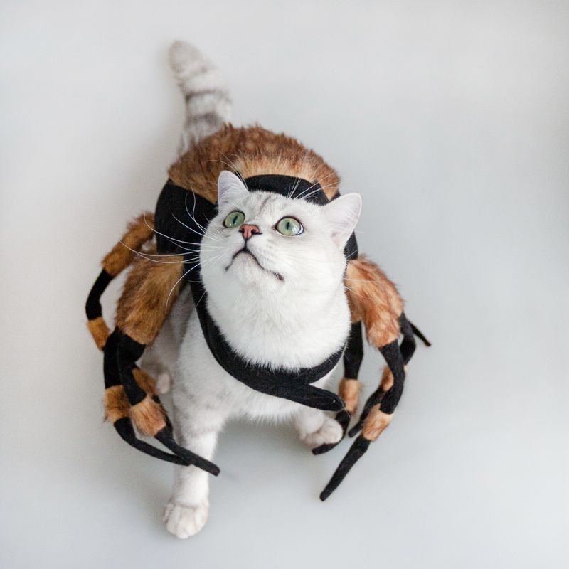 KFX-0157501 Pet Spider Costume for Cats and Dogs in Yellow - Acrylic, Fashionable Design