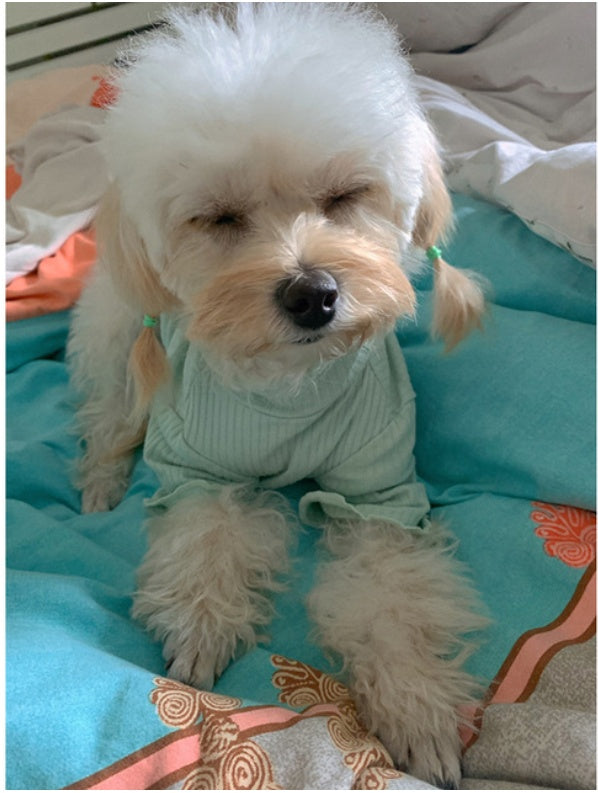 KFX-0161469 Lightweight Pet Bottoming Shirt for Small Dogs - Fashionable Casual Wear