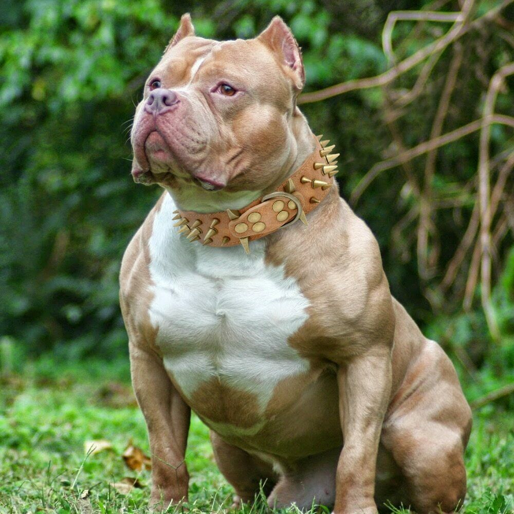 KFX-0162877 Stylish Anti-Bite Collar Chain for Dogs with Adjustable Fit and Extension Chain