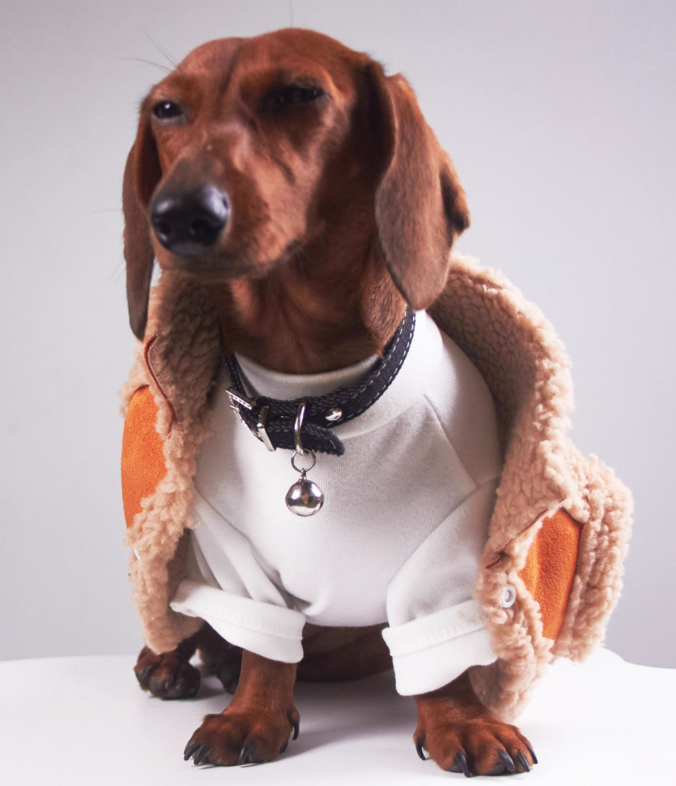 KFX-0184893 Casual Winter Pet Clothing for Cats and Puppies - Warm Suede Lined Attire, Various Sizes Available