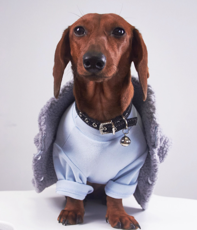 KFX-0184893 Casual Winter Pet Clothing for Cats and Puppies - Warm Suede Lined Attire, Various Sizes Available