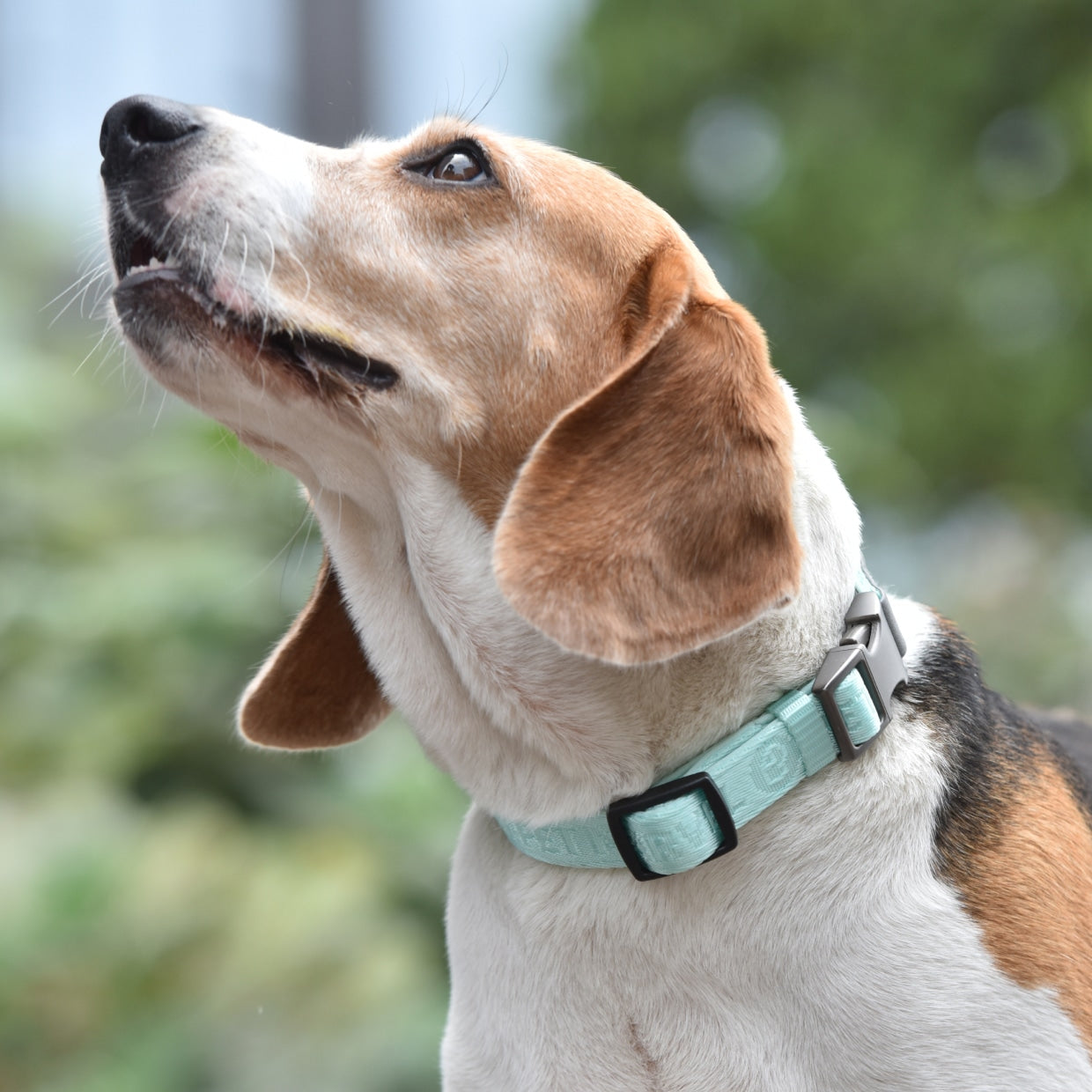 KFX-0214589 Adjustable Neoprene Padded Dog Collar with Side-Release Buckle and D-Ring, 1 Inch Wide
