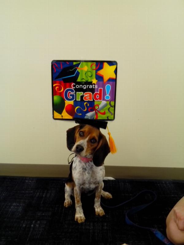 KFX-0288573 Pet Graduation Cap with Yellow Tassel for Dogs - Adjustable Fabric Design, One Size Fits All