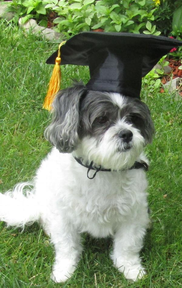 KFX-0288573 Pet Graduation Cap with Yellow Tassel for Dogs - Adjustable Fabric Design, One Size Fits All