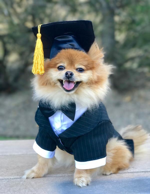 KFX-0288573 Pet Graduation Cap with Yellow Tassel for Dogs - Adjustable Fabric Design, One Size Fits All