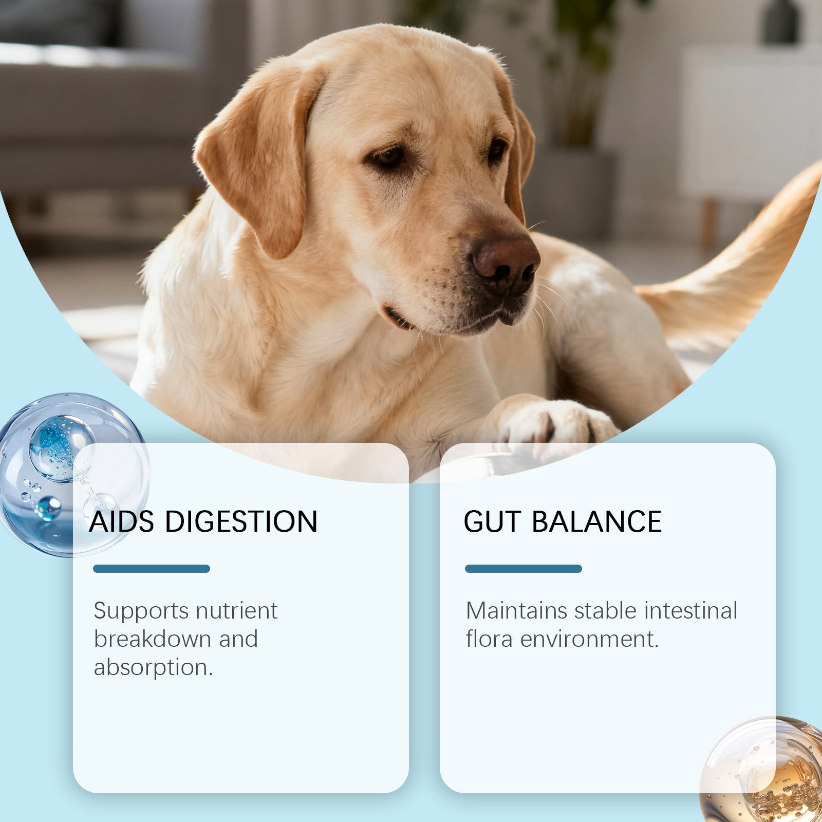 KFX-0290237 Dog Intestinal Health Soft Granules with Probiotics and Pumpkin Seed Extract
