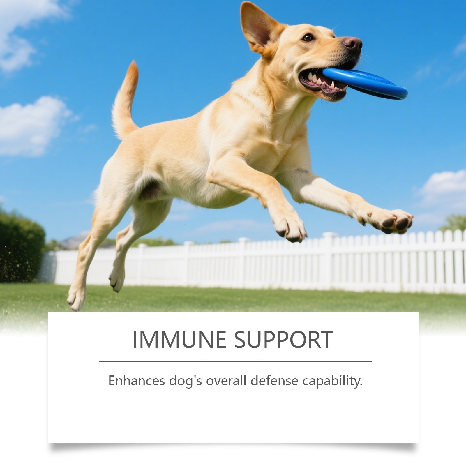 KFX-0290237 Dog Intestinal Health Soft Granules with Probiotics and Pumpkin Seed Extract