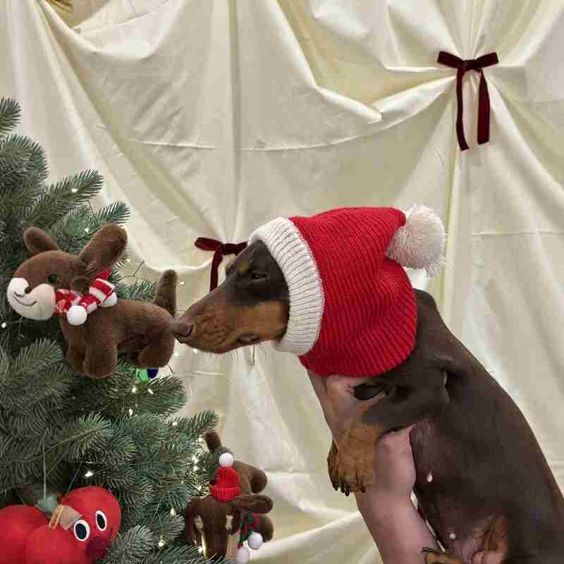KFX-0297533 Warm Plush Dachshund Hat with Scarf for Pets - Little Red Riding Hood Style