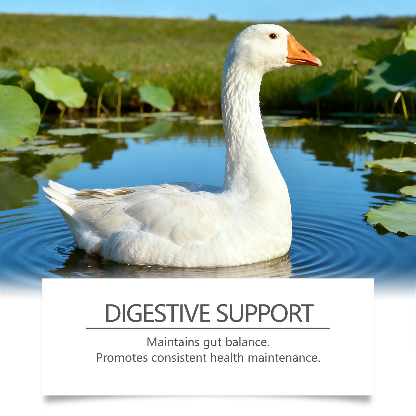 KFX-0355773 Nutritional Support Tablets for Poultry and Small Animals - 60 Count