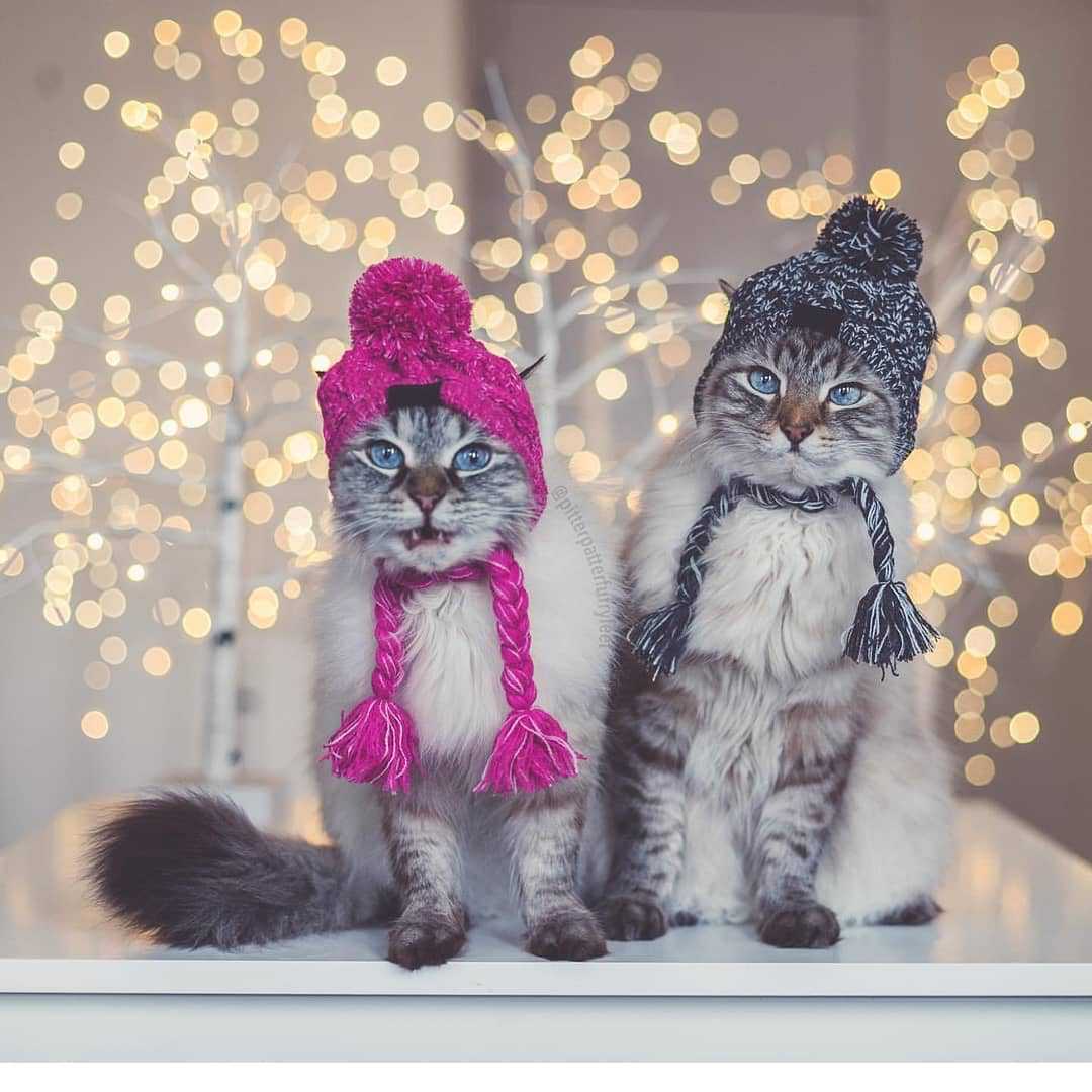 KFX-0387517 Warm and Windproof Fluffy Dog Knitting Hat - Acrylic Fashion Style in Pink and Gray
