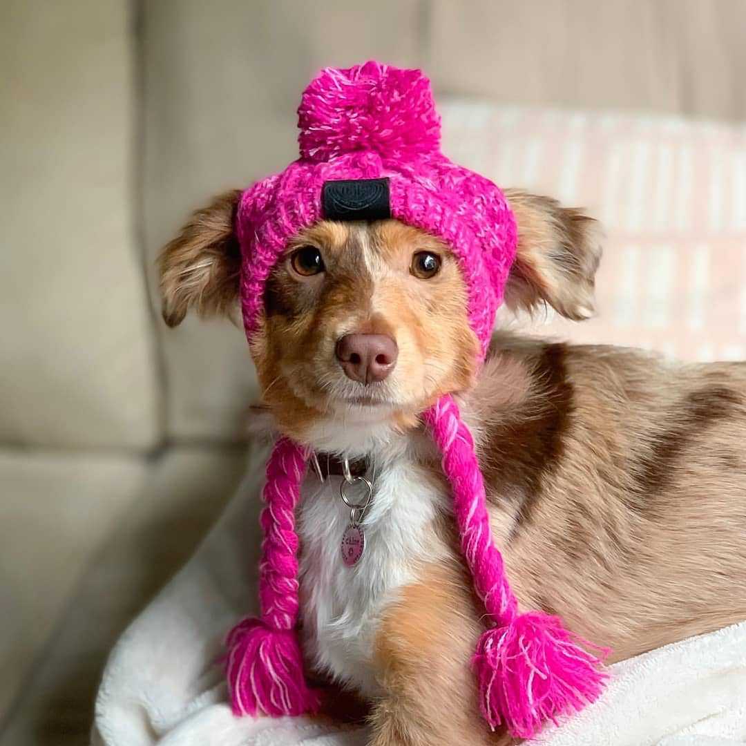 KFX-0387517 Warm and Windproof Fluffy Dog Knitting Hat - Acrylic Fashion Style in Pink and Gray