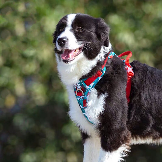 KFX-0389053 Labrador Comfortable Chest Strap in Multiple Sizes and Colors