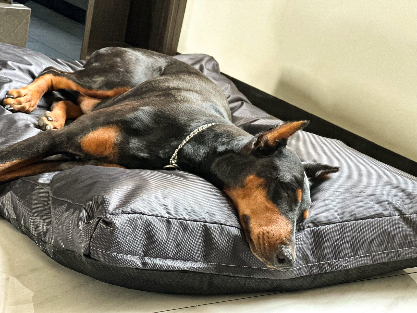 KFX-0404029 Sponge Pet House Bed - Dark Gray, Scratch-Resistant & Non-Slip, Multiple Sizes