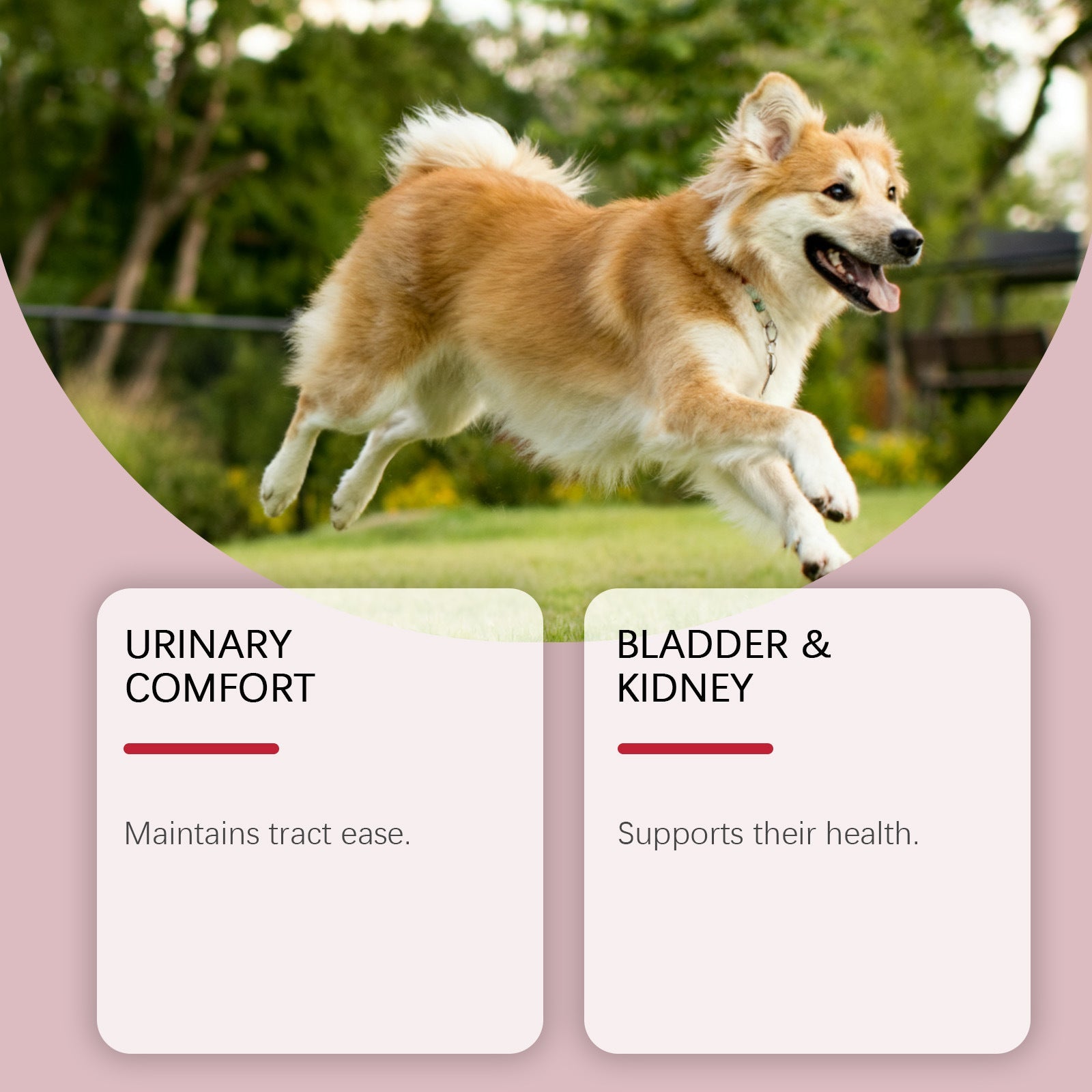 KFX-0486845 Herbal Urinary Relief Drops for Dogs - Natural Ingredients for Comfort