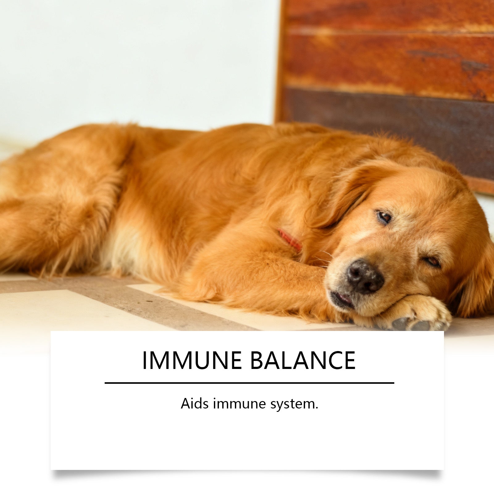 KFX-0486845 Herbal Urinary Relief Drops for Dogs - Natural Ingredients for Comfort