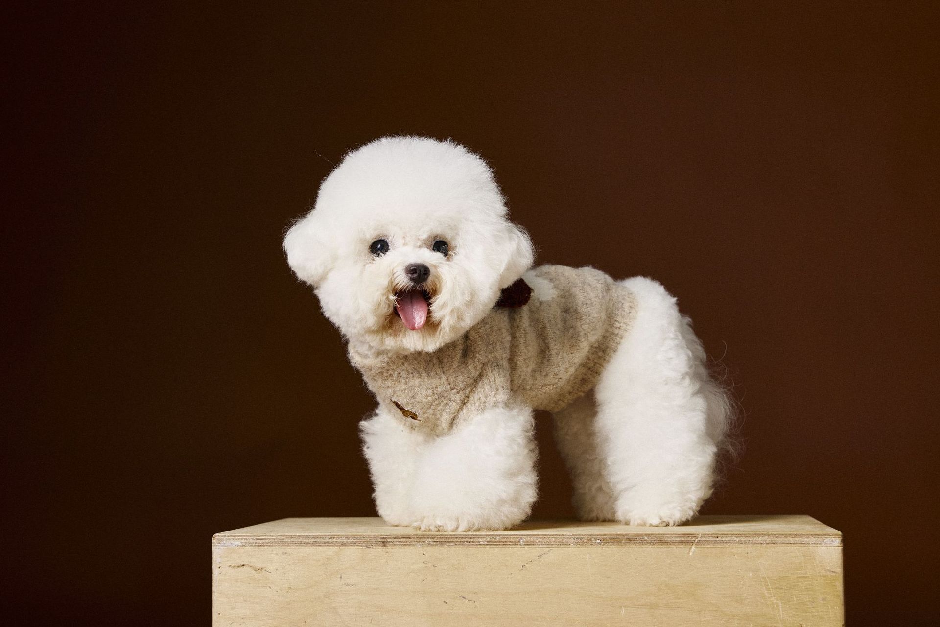 KFX-0512573 Sleeveless Three-Dimensional Ear Sweater Vest for Small Dogs in Beige and Coffee Colors