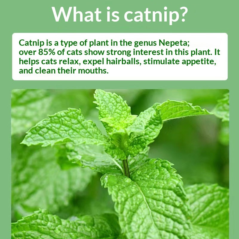 KFX-0519613 Catnip Mint Powder for Hairball Relief and Oral Hygiene for Cats - 1g Bag