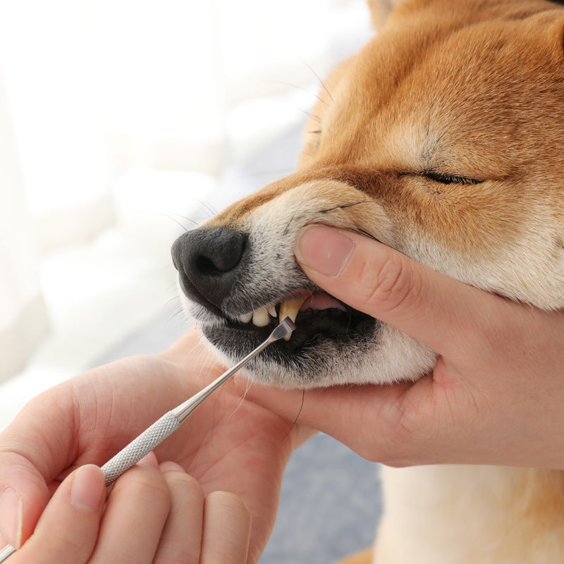 KFX-0521405 Pet Dental Care Tool - Stainless Steel Teeth Cleaning Pen for Tartar and Calculus Removal