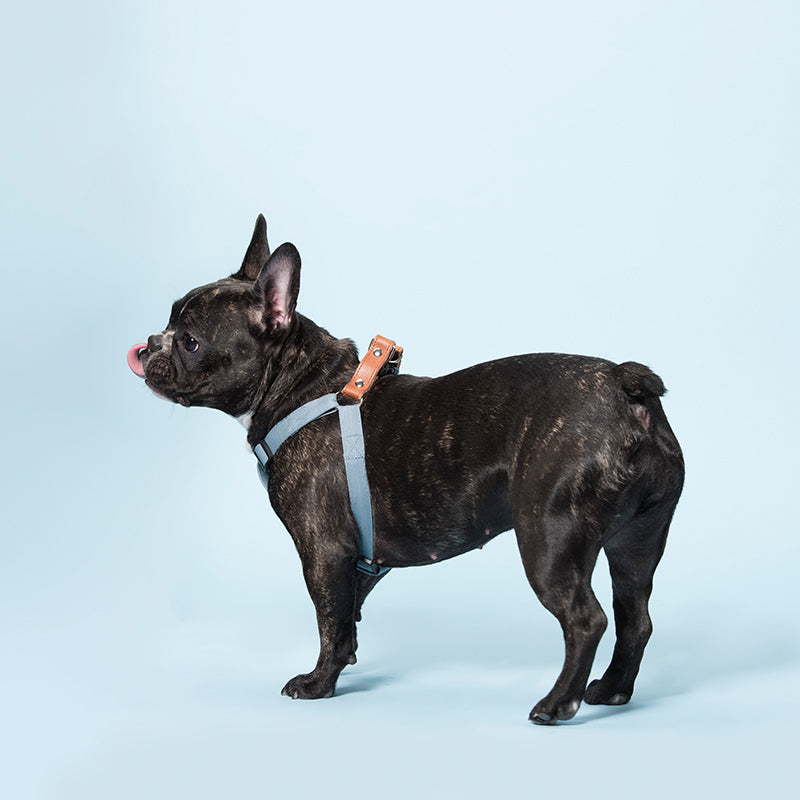 KFX-0528573 Soft Cotton Dog Leash in Light Blue and Beige for All Seasons