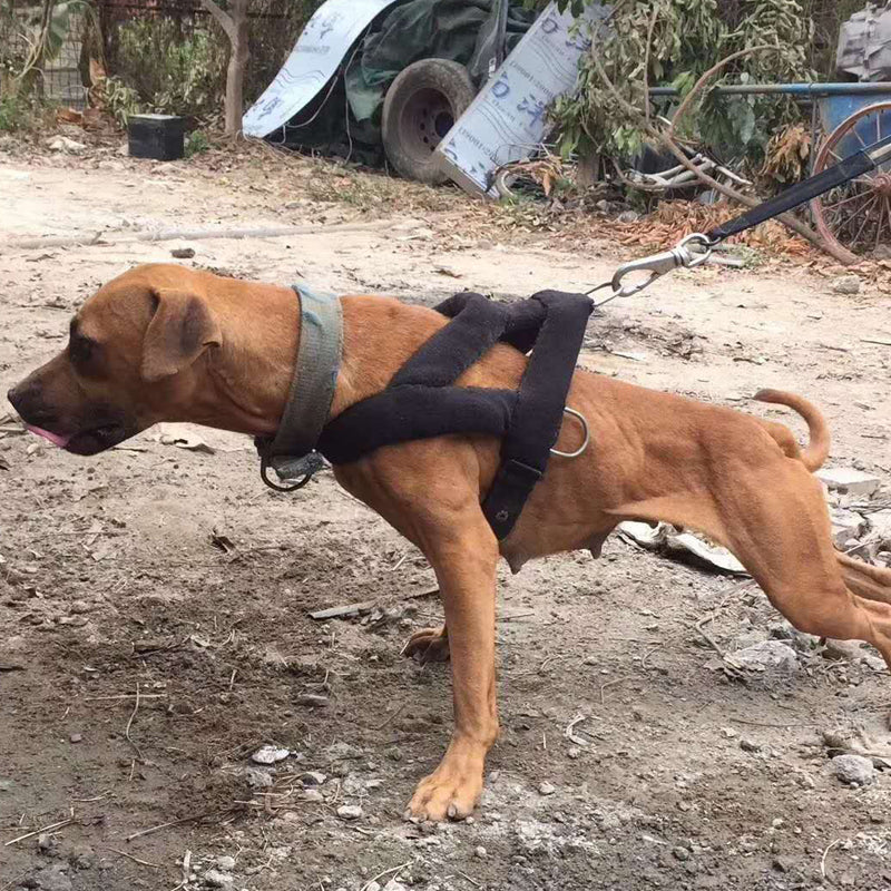 KFX-0626877 Elastic Training Chest Strap with Buffer Rope Set for Dogs, Available in Multiple Sizes