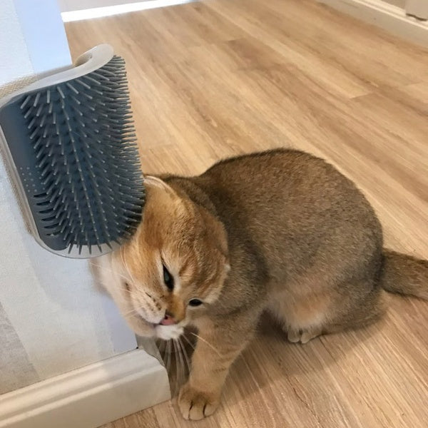 KFX-0629181 Cat Self-Grooming Wall Brush with Catnip - Durable Plastic, Soft Massage Design