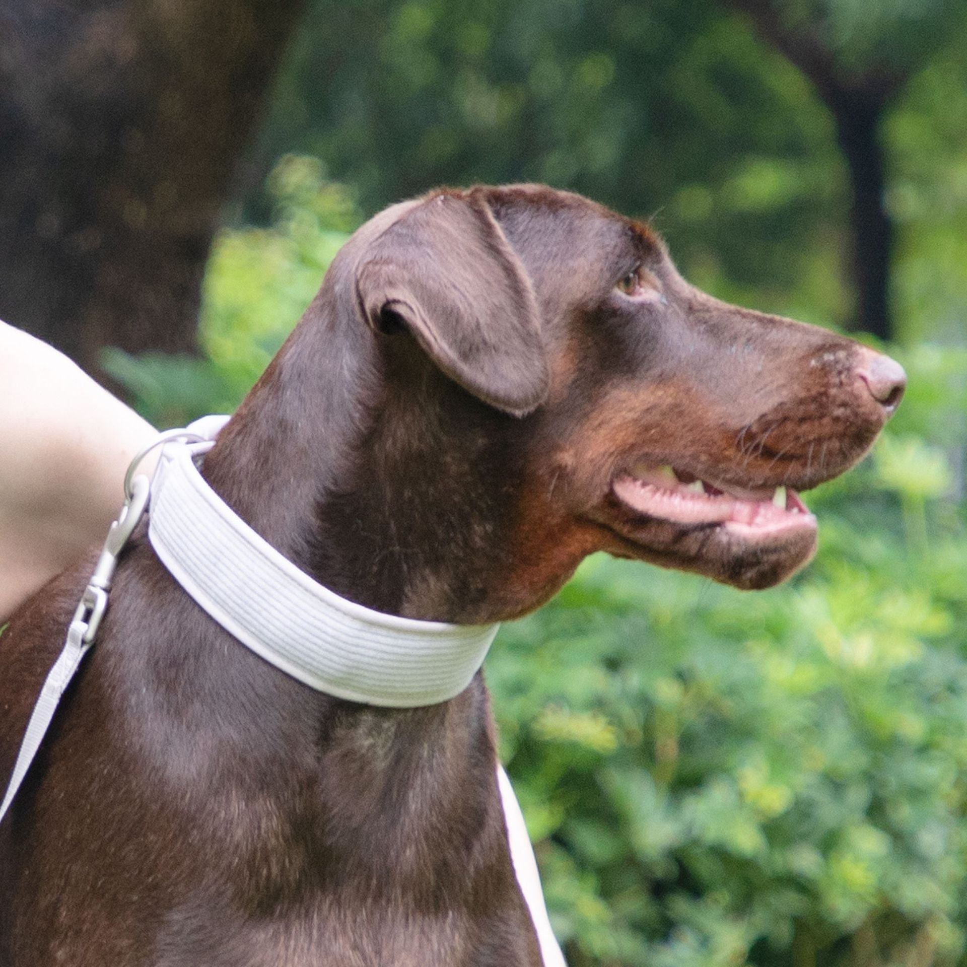 KFX-0725181 Gentleman Gray Corduroy Pet Collar with Chest Strap, Leash, and Mini Schoolbag for Easy Dog Walks
