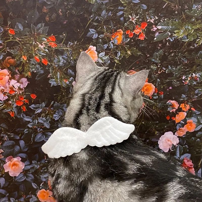 KFX-0727741 Angel Wing Pet Collar with Butterfly Tie for Cats and Small Dogs, Adjustable Neck Sizes S, M, L