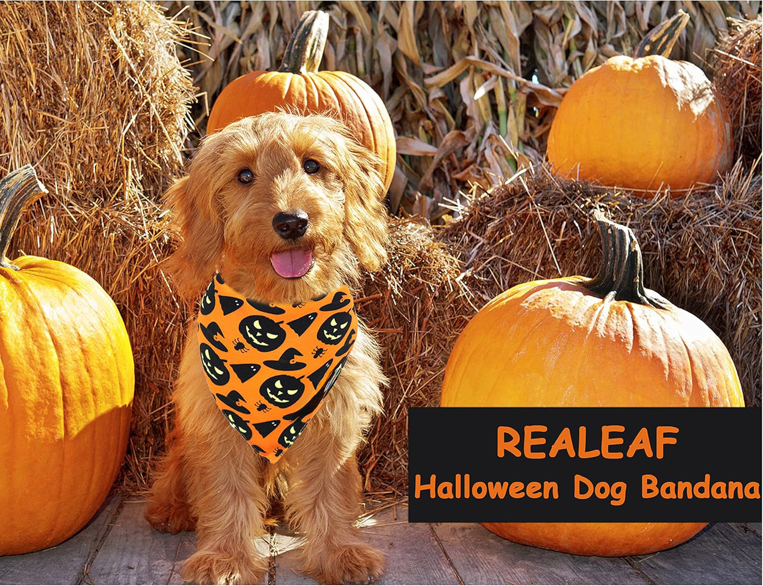 KFX-0806205 Reversible Halloween Dog Bandana with Pumpkin and Spider Web Design, Adjustable Fit for Neck Sizes up to 16 inches