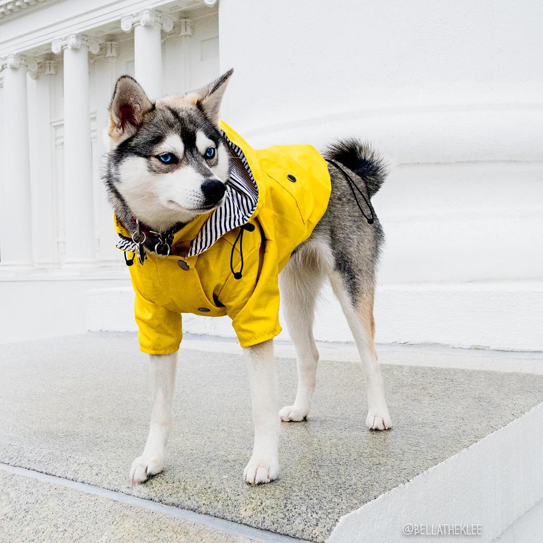 KFX-0821821 Yellow Waterproof Dog Raincoat with Breathable Cotton Lining - Available in Multiple Sizes