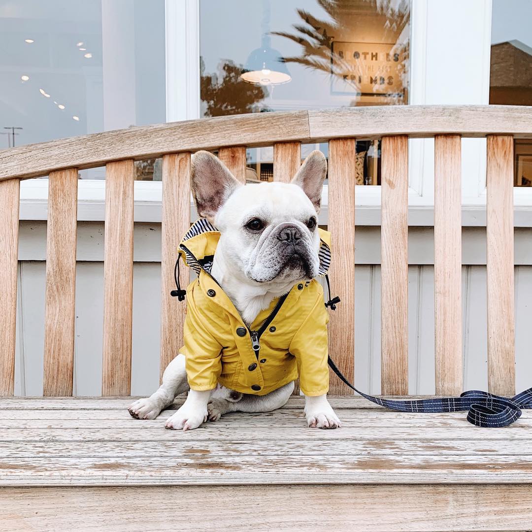 KFX-0821821 Yellow Waterproof Dog Raincoat with Breathable Cotton Lining - Available in Multiple Sizes