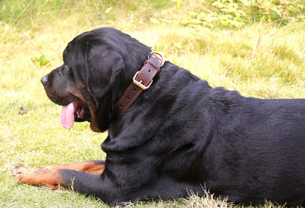 KFX-0843453 Retro Leather Dog Collar with Copper Hook for Medium to Large Breeds