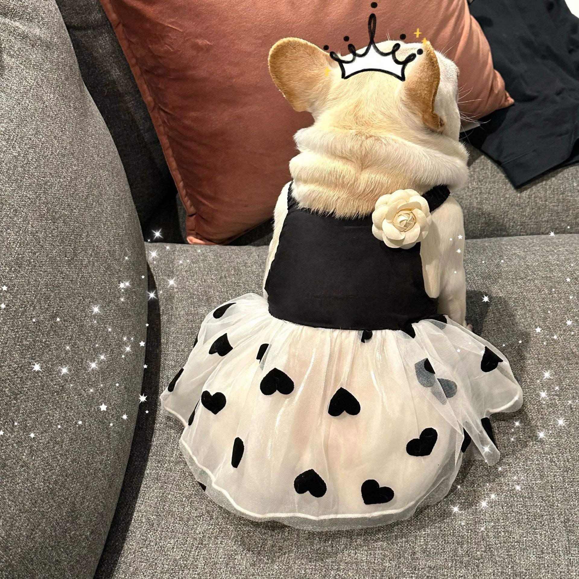 KFX-0890301 Casual Black Printed Skirt for Dogs in Multiple Sizes