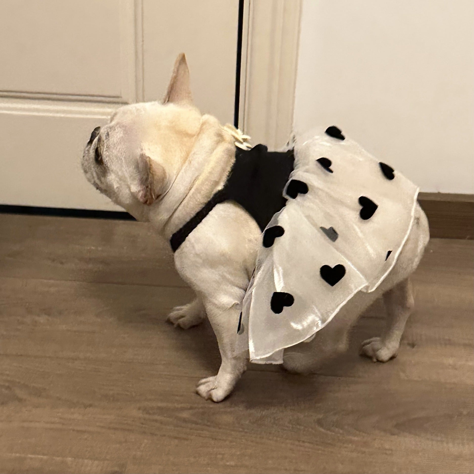 KFX-0890301 Casual Black Printed Skirt for Dogs in Multiple Sizes