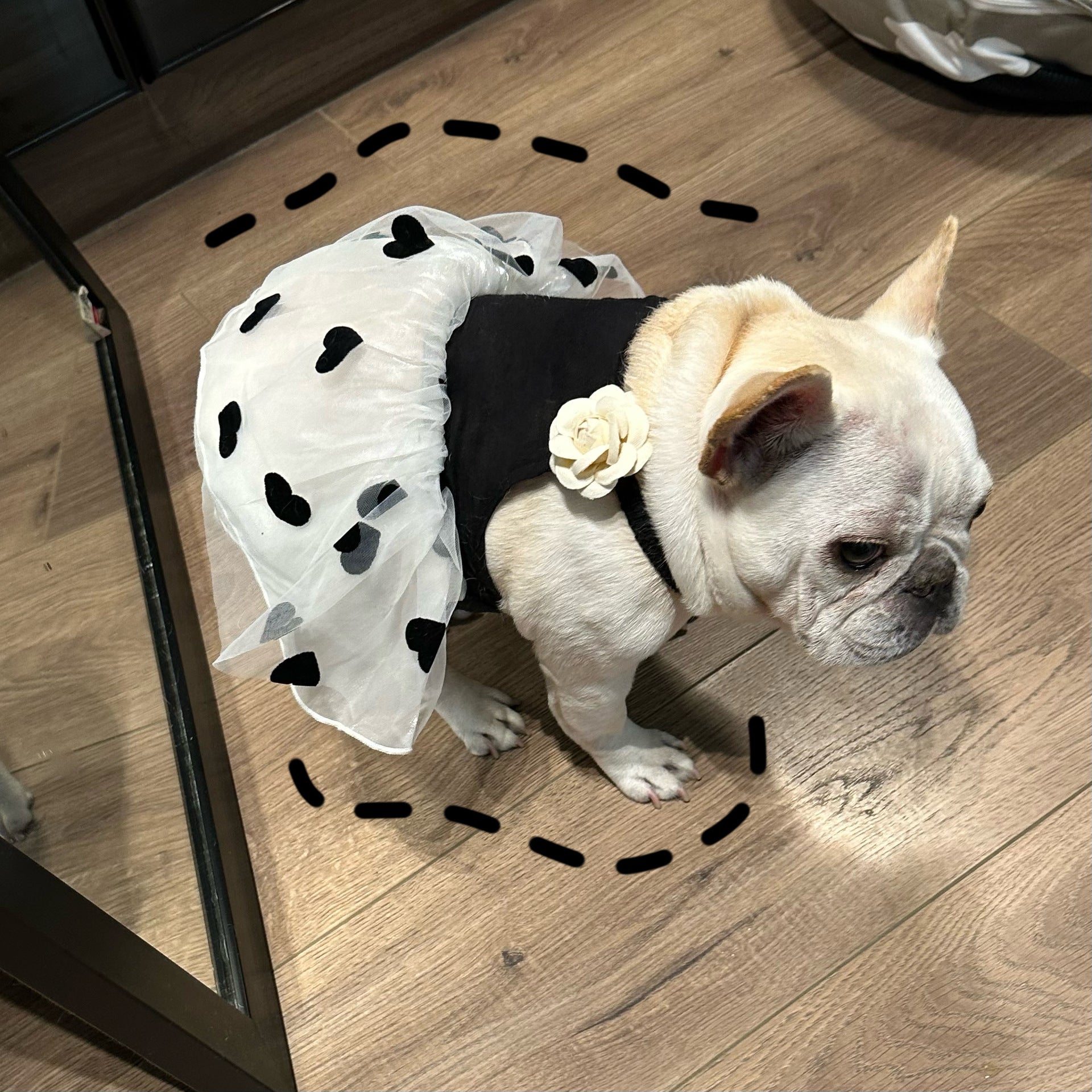 KFX-0890301 Casual Black Printed Skirt for Dogs in Multiple Sizes