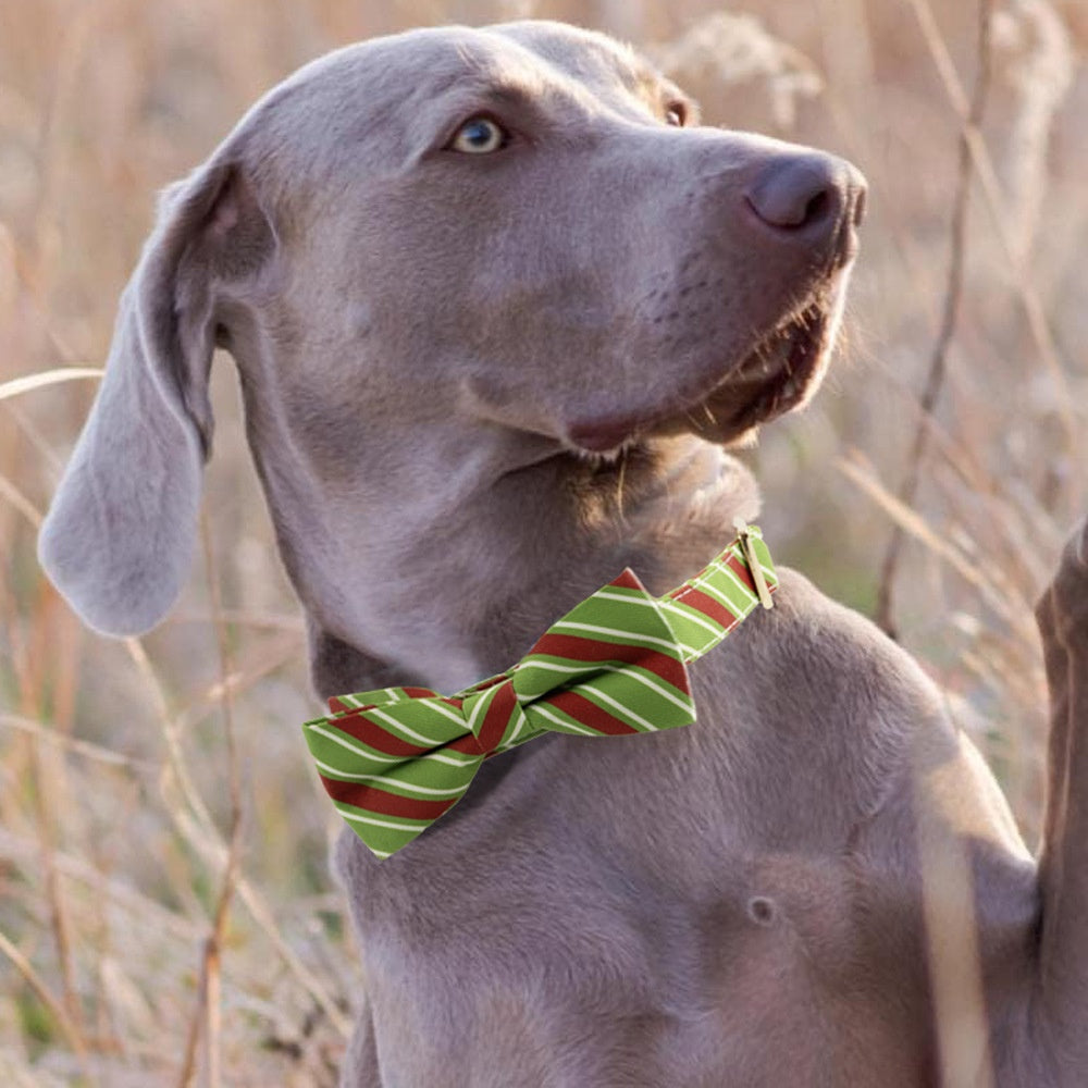 KFX-1094077 Striped Anti-Lost Dog Collar in Candy Green and Candy Red with Engravable Options