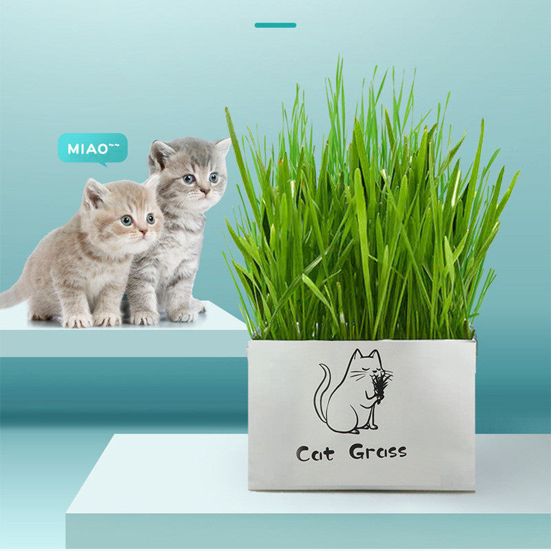 KFX-1120701 Soilless Organic Cat Grass for Clean Oral Health - Ryegrass, Wheat, Barley, 14CM Size