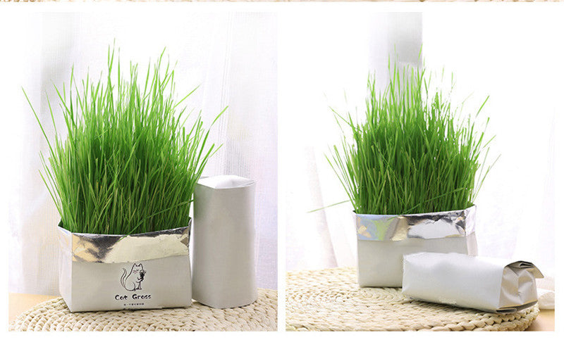 KFX-1120701 Soilless Organic Cat Grass for Clean Oral Health - Ryegrass, Wheat, Barley, 14CM Size