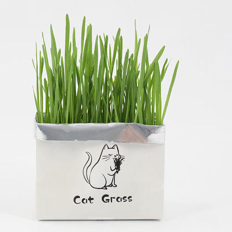 KFX-1120701 Soilless Organic Cat Grass for Clean Oral Health - Ryegrass, Wheat, Barley, 14CM Size