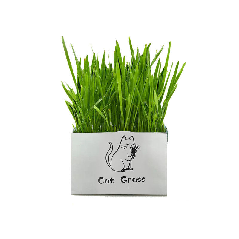 KFX-1120701 Soilless Organic Cat Grass for Clean Oral Health - Ryegrass, Wheat, Barley, 14CM Size