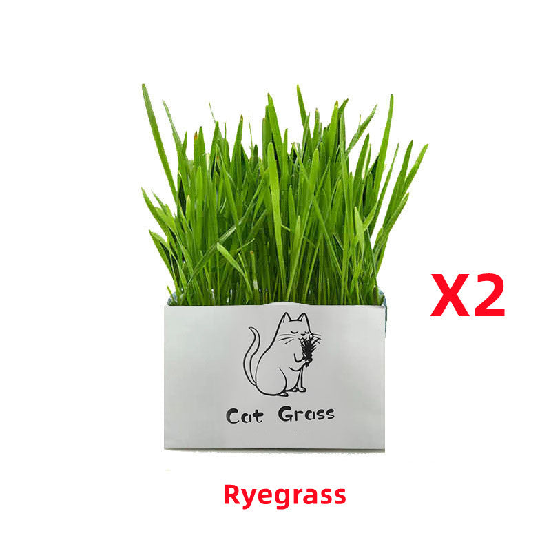 KFX-1120701 Soilless Organic Cat Grass for Clean Oral Health - Ryegrass, Wheat, Barley, 14CM Size