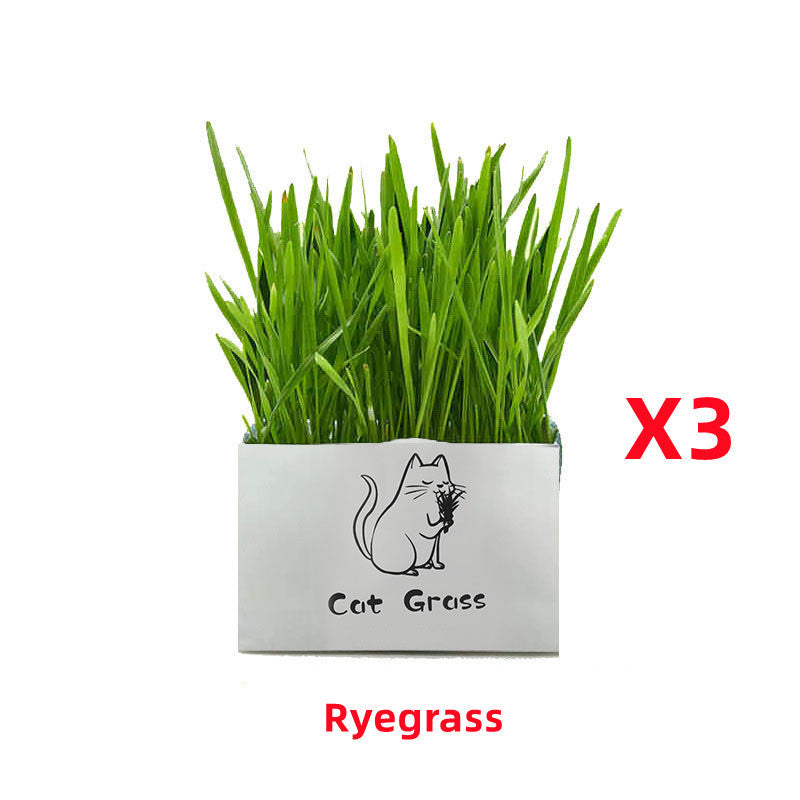 KFX-1120701 Soilless Organic Cat Grass for Clean Oral Health - Ryegrass, Wheat, Barley, 14CM Size