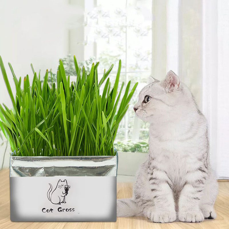 KFX-1120701 Soilless Organic Cat Grass for Clean Oral Health - Ryegrass, Wheat, Barley, 14CM Size