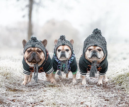 KFX-1173949 Two-Tone Windproof Fluffy Knitted Dog Hat with Pom Poms and Ear Slits