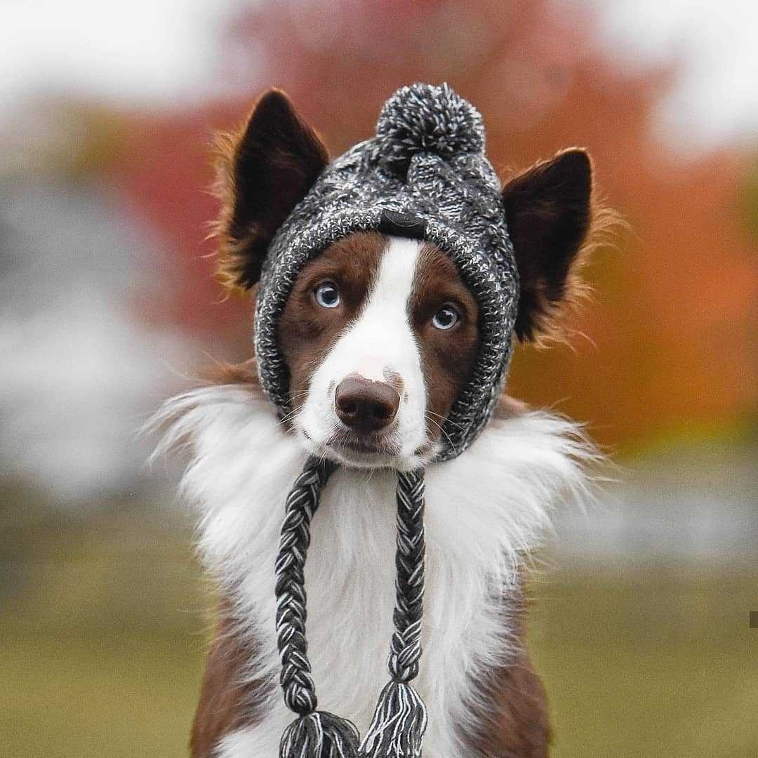 KFX-1173949 Two-Tone Windproof Fluffy Knitted Dog Hat with Pom Poms and Ear Slits