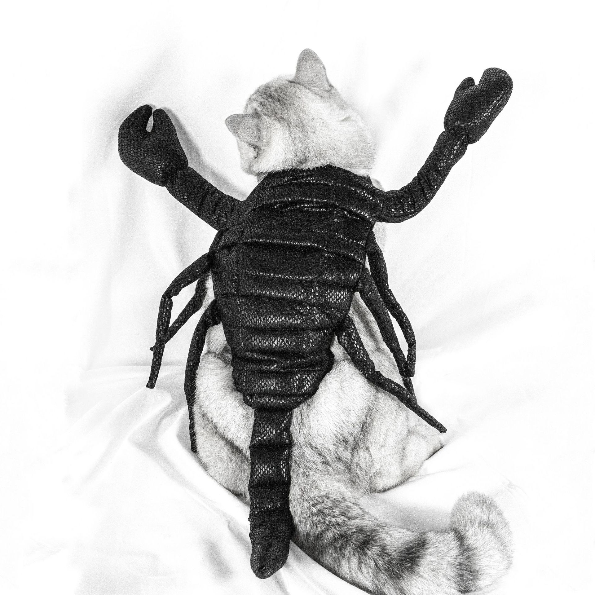 KFX-1237053 Scorpion Halloween Costume for Cats, Black Pet Apparel, Fun Party Outfit