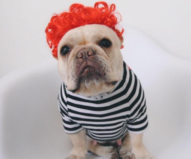 KFX-1252029 Pet Funny Wig Headgear in Black Explosive, Red Explosive, and Ruth Braid Styles
