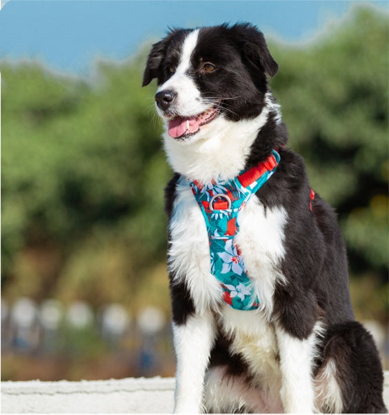 KFX-1266749 Durable Nylon Dog Leash with Aluminum Alloy Chain and Vest Straps