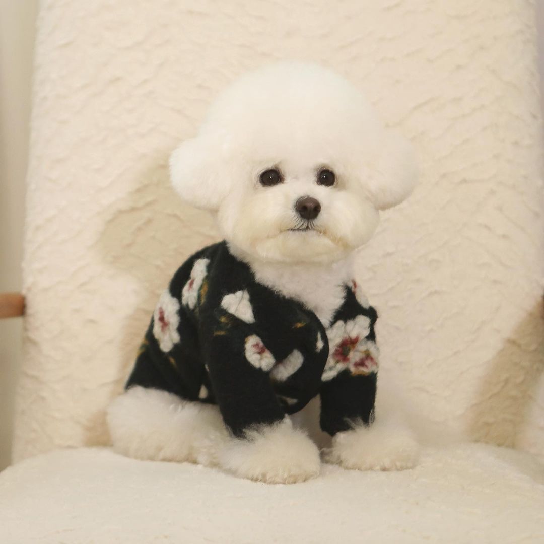 KFX-1292477 Warm Lamb Wool Flower Dog Sweater in Khaki and Black, Sleeveless and Sleeved Options Available