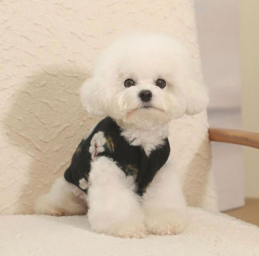 KFX-1292477 Warm Lamb Wool Flower Dog Sweater in Khaki and Black, Sleeveless and Sleeved Options Available
